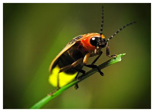 Firefly.org | Firefly & Lightning Bug Facts, Pictures, Information