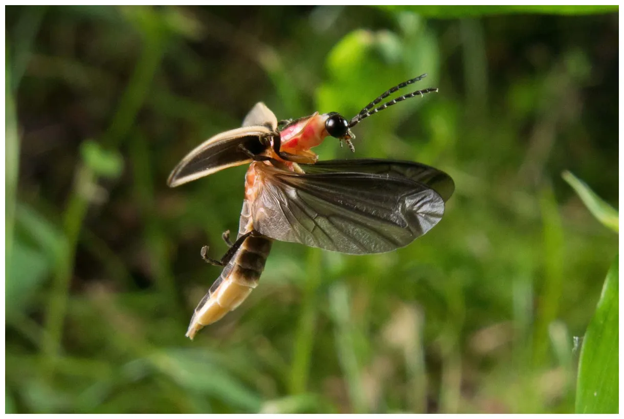 Download Firefly In Flight Green Background Wallpaper | Wallpapers.com
