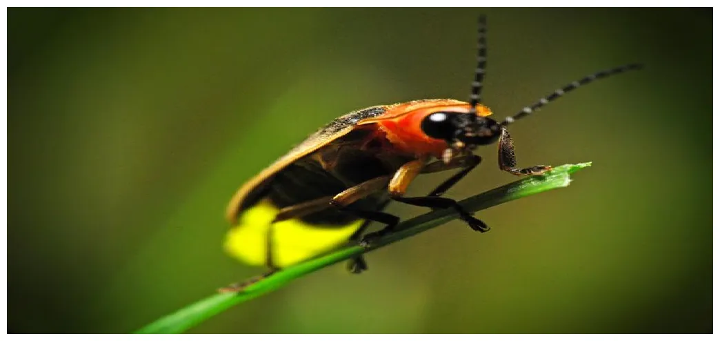 Another Opportunity to Make a Difference: Firefly Watch – The