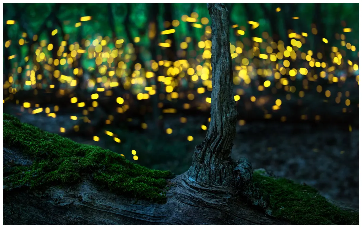 Incredible Photos of Fireflies and Tips on How to Make Your Own - The