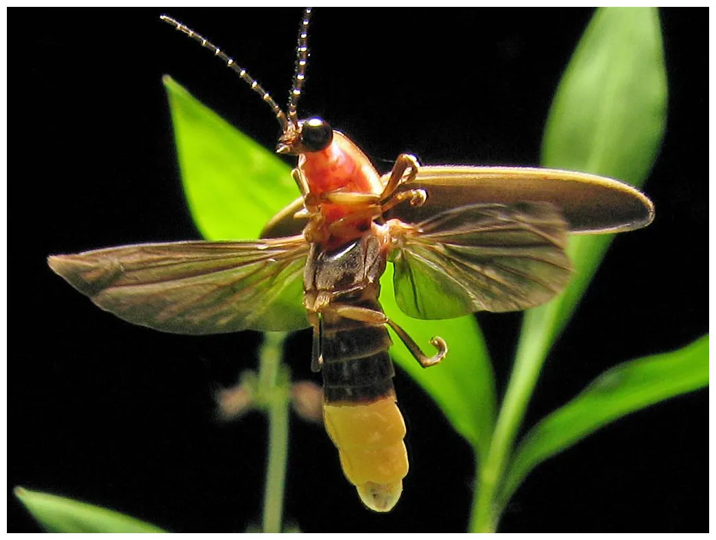 Firefly Wallpaper - Animals Town