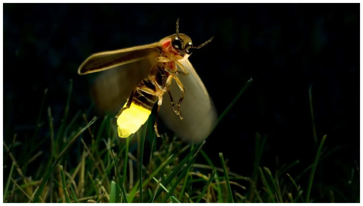 Download The Beauty Of Firefly Nature Wallpaper | Wallpapers.com