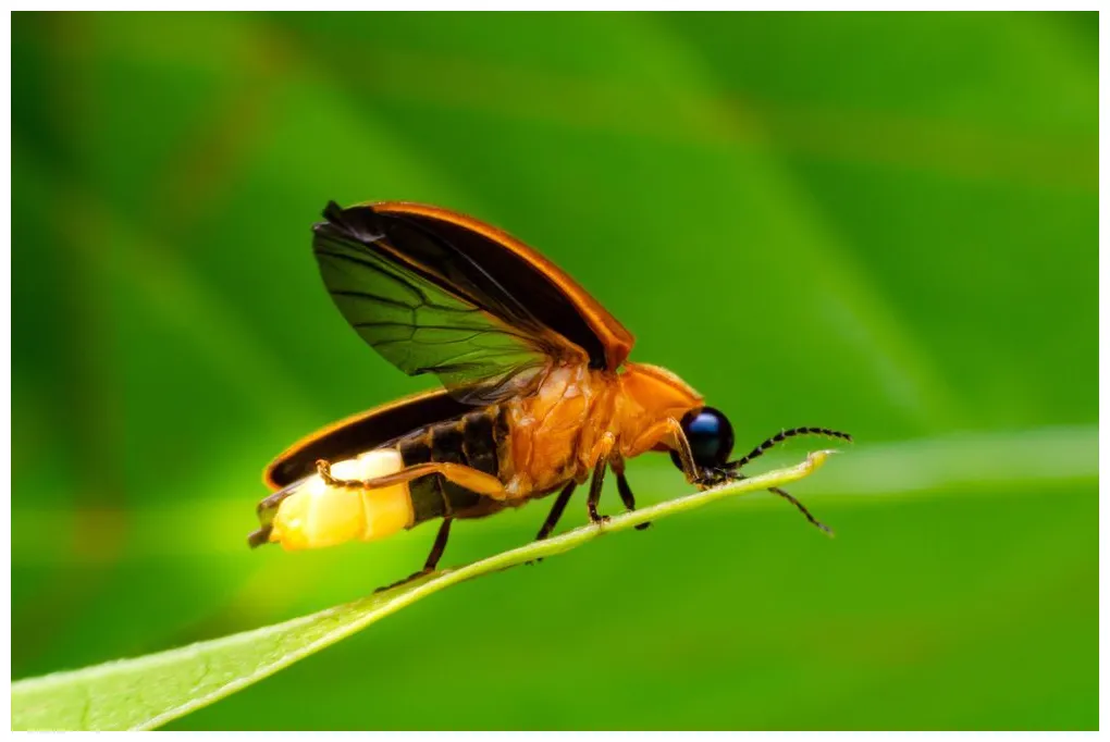 Wild Profile: Meet the firefly - Cottage Life