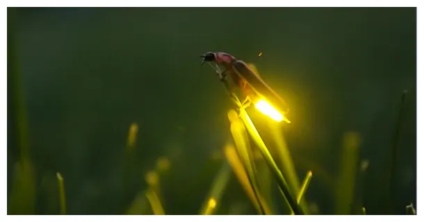 Firefly, Stock Footage | VideoHive