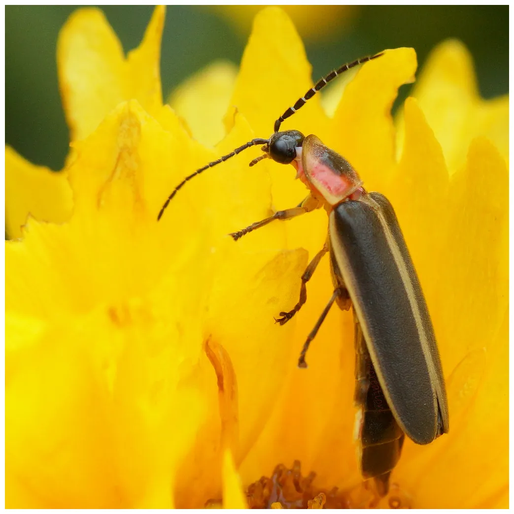 firefly | www.youtube.com/watch?v=rO3gg2cVfxg Always wanted … | Flickr