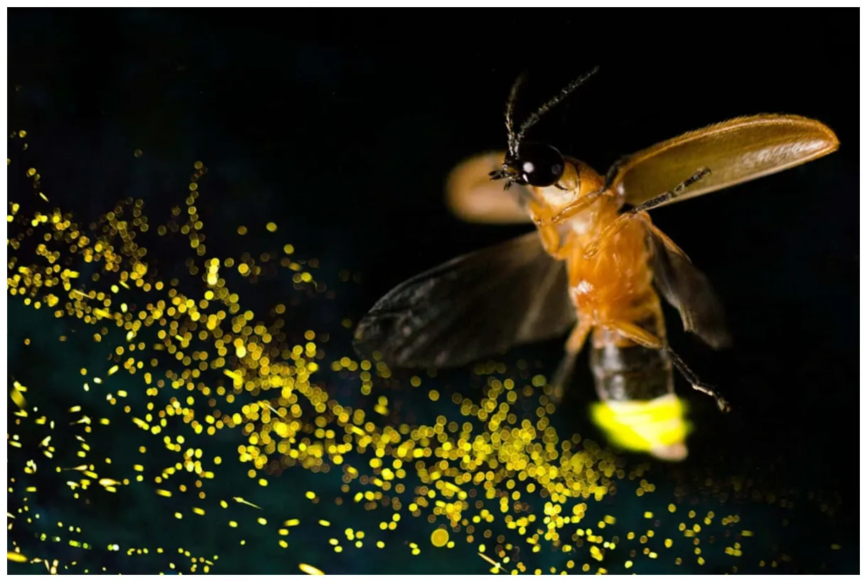 Download Firefly Illuminationin Flight Wallpaper | Wallpapers.com