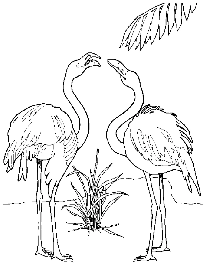 Flamingo coloring page