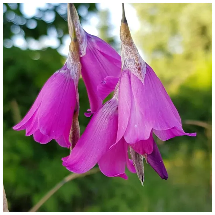 Dierama pulcherrimum kaufen sie pflanzen bei coolplants