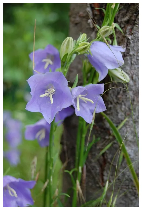 Flower bellflower violet free on pixabay