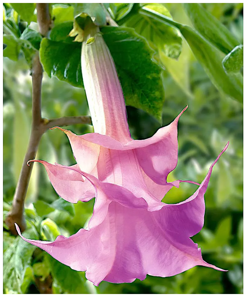 National Flower of Tonga | Heilala Flower of Tonga | National Flowers