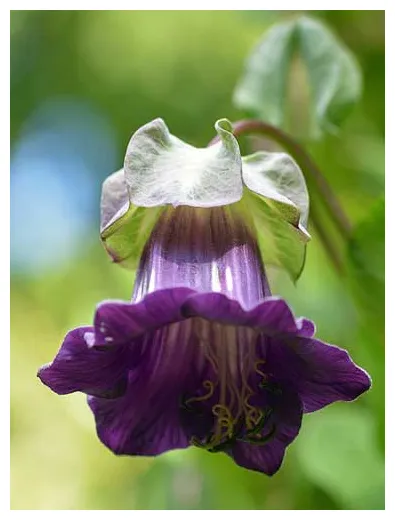 Cobaea scandens | Cup and Saucer Vine | 10 Seeds