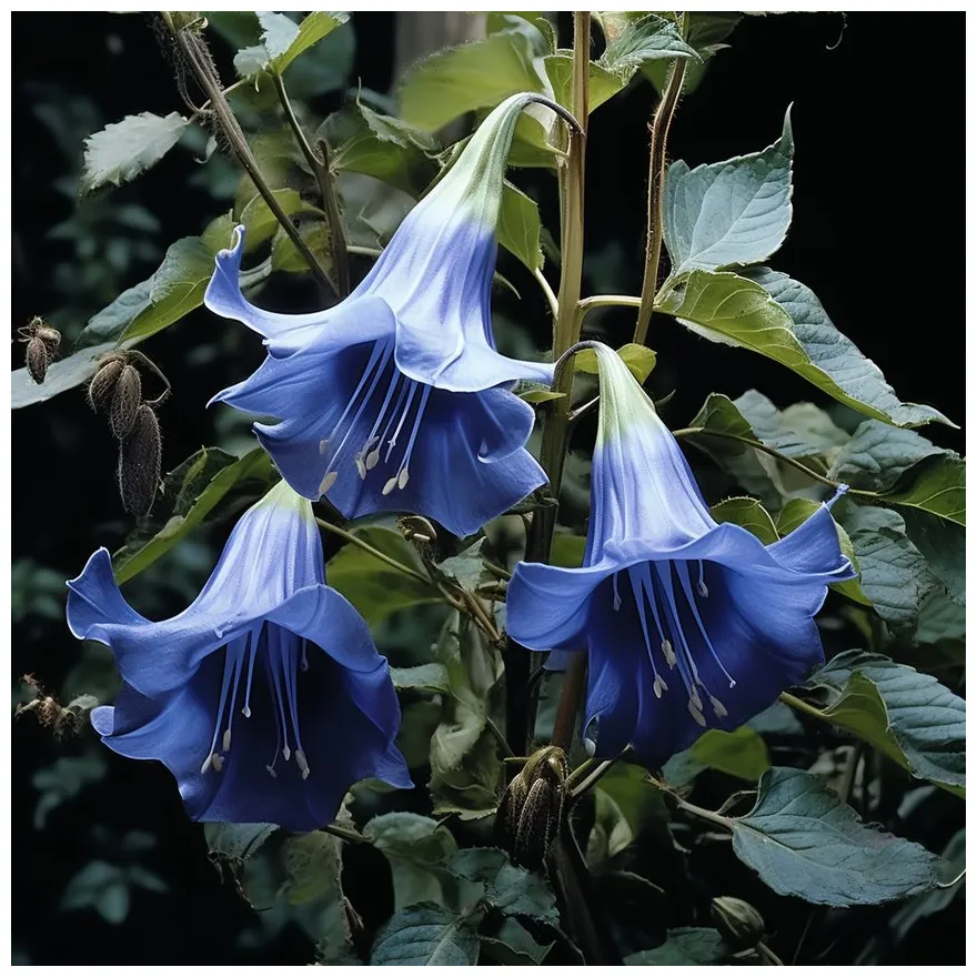 蓝色洋金花图片