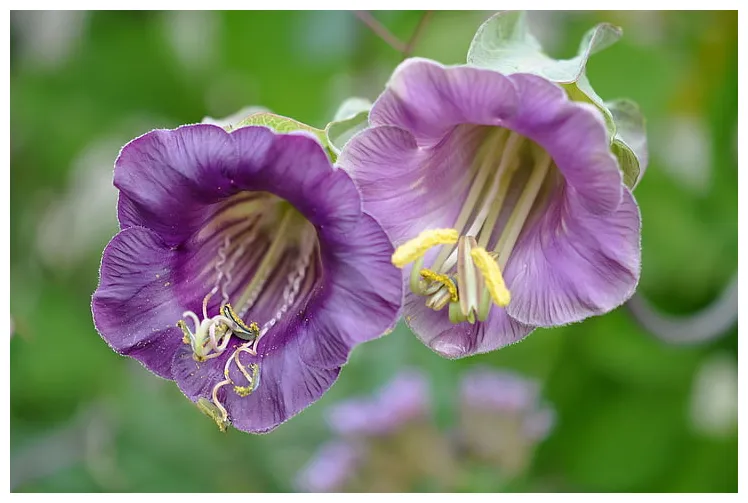 Flores púrpuras, macro, estambres, campanas, Fondo de pantalla HD