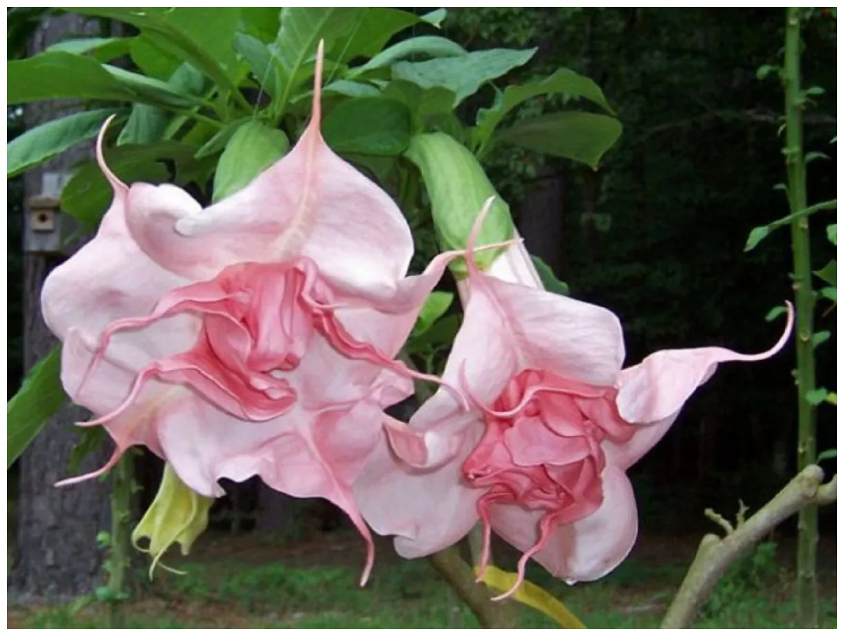 Бругмансия: Посадка, Уход, Выращивание | (100+ Фото)