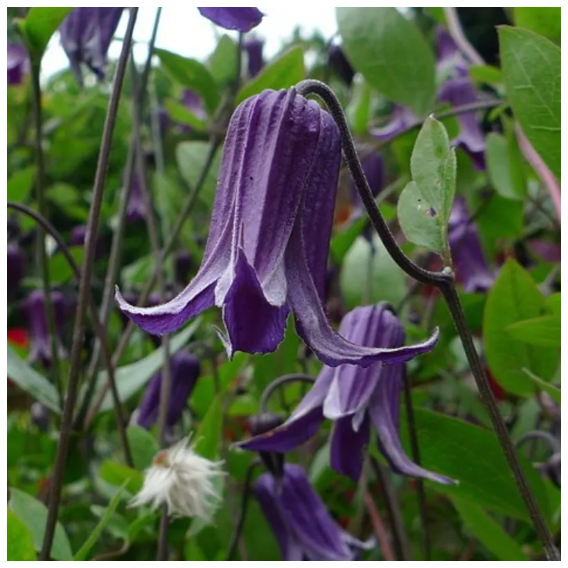 阳台盆栽绿植花卉如古铁线莲花苗紫铃铛庭院藤本爬藤攀援植物_虎窝淘