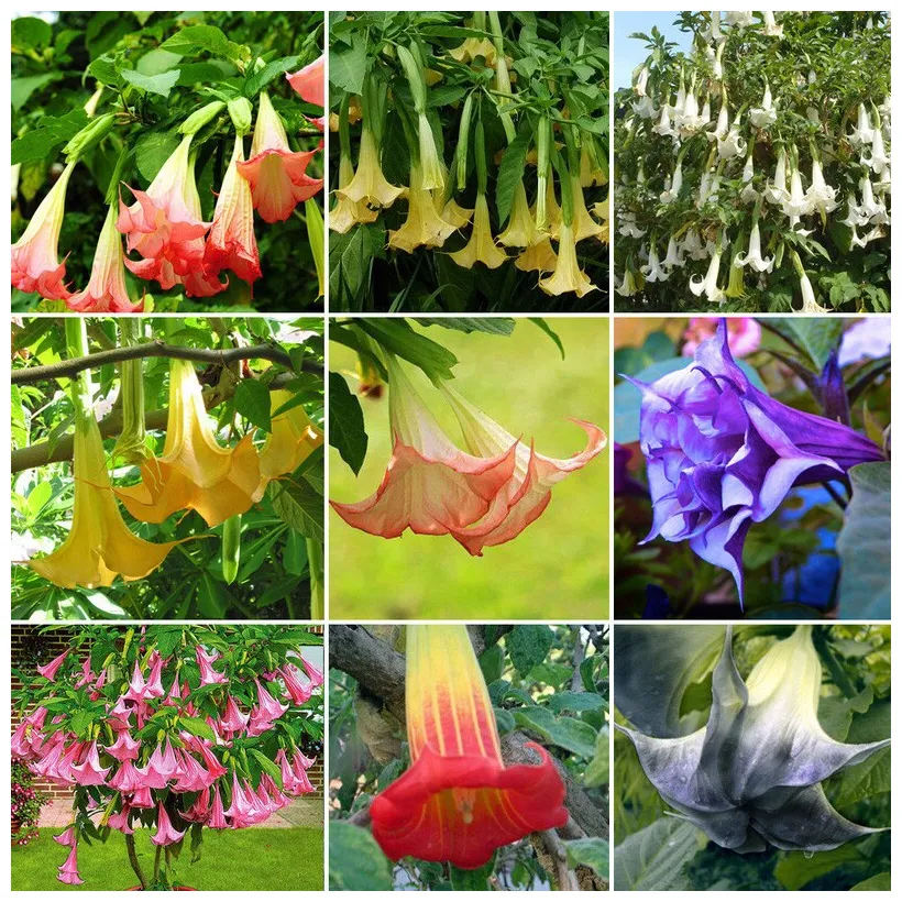 GardenFlowerSeed - Etsy