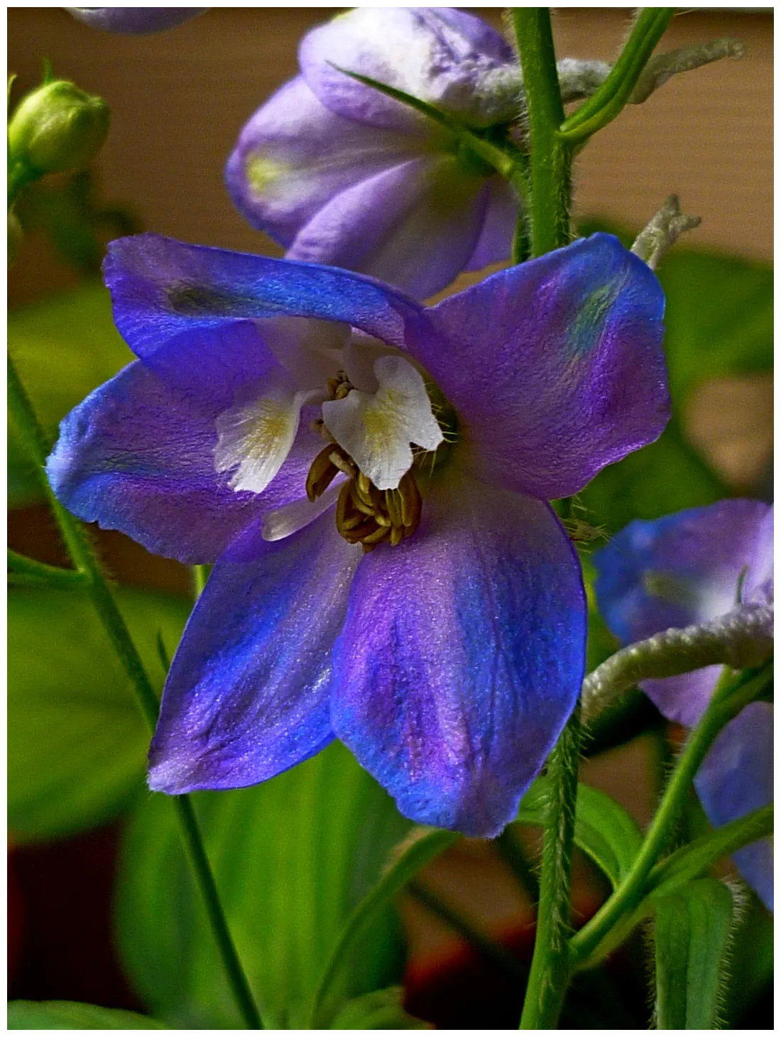 Gardening on a Balcony - Fine Gardening