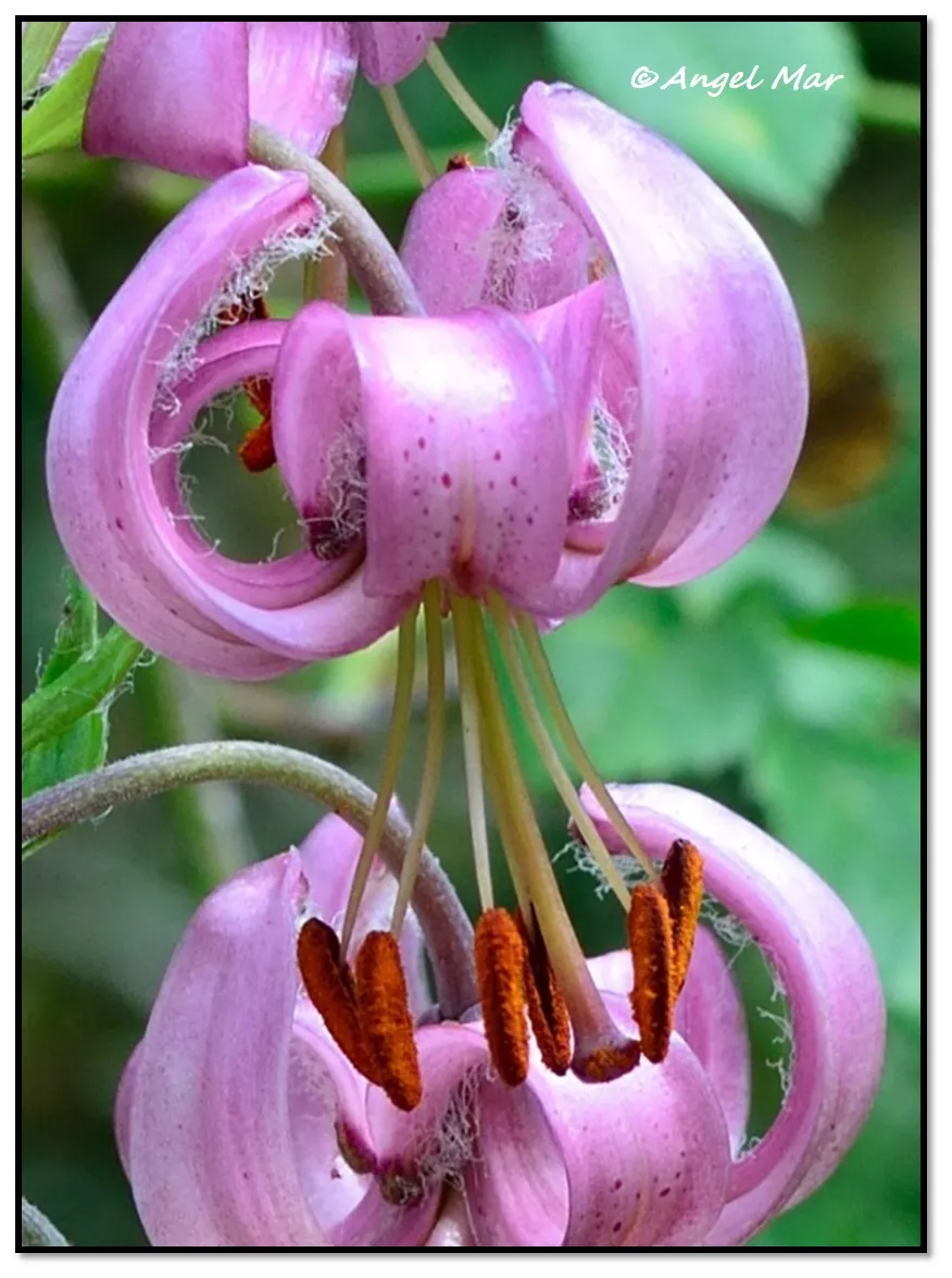 Flores y Bichos ***: Lilium martagon (Otra belleza en flor en el