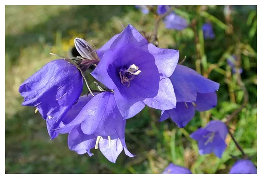 How to Make Metal Work Bell Flower Earrings / The Beading Gem