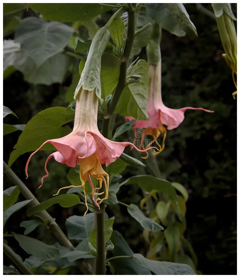 Beautiful Brugmansia Starburst Angel Trumpet Flowers Stock Photo