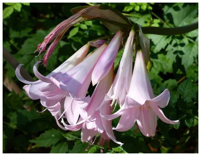 Belladonna lily 71157 common name amaryllis belladonna