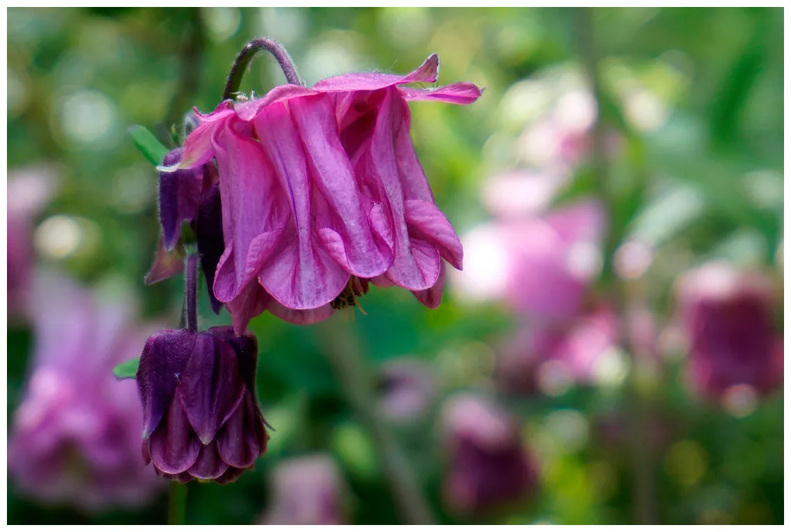 Aquilegia cardesque garden