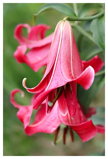 オリエンタルハイブリッドリリーリリウムハイブリダムの美しい花明るい夏の春のバナーや背景リリウムロンギフローラム おしべのストックフォトや