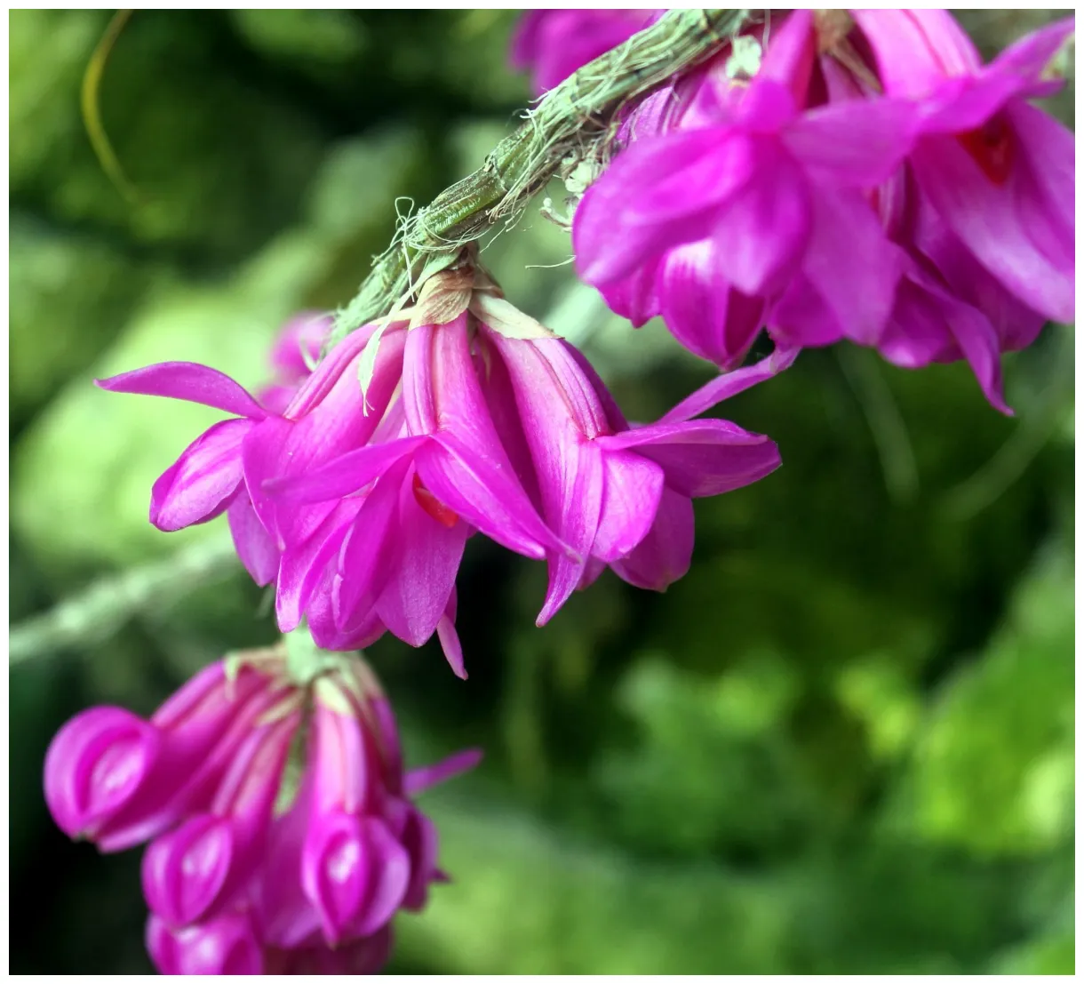 Free picture dendrobium flower, pinkish petals