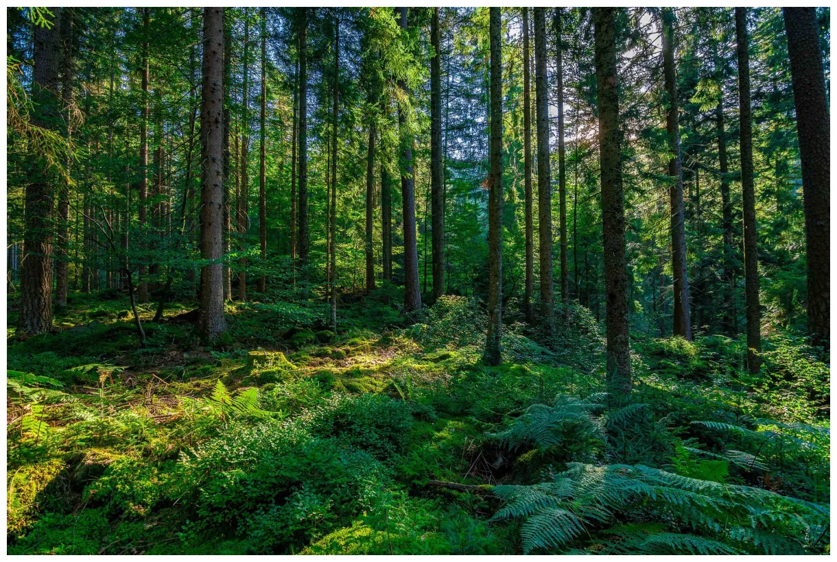 10 most beautiful forests in the world mystart