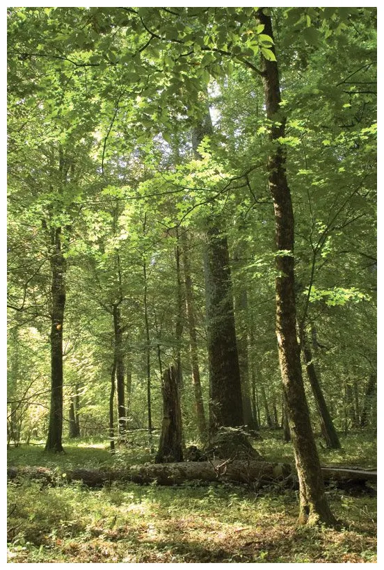 Forest definition, ecology, types, trees, examples, & facts britannica