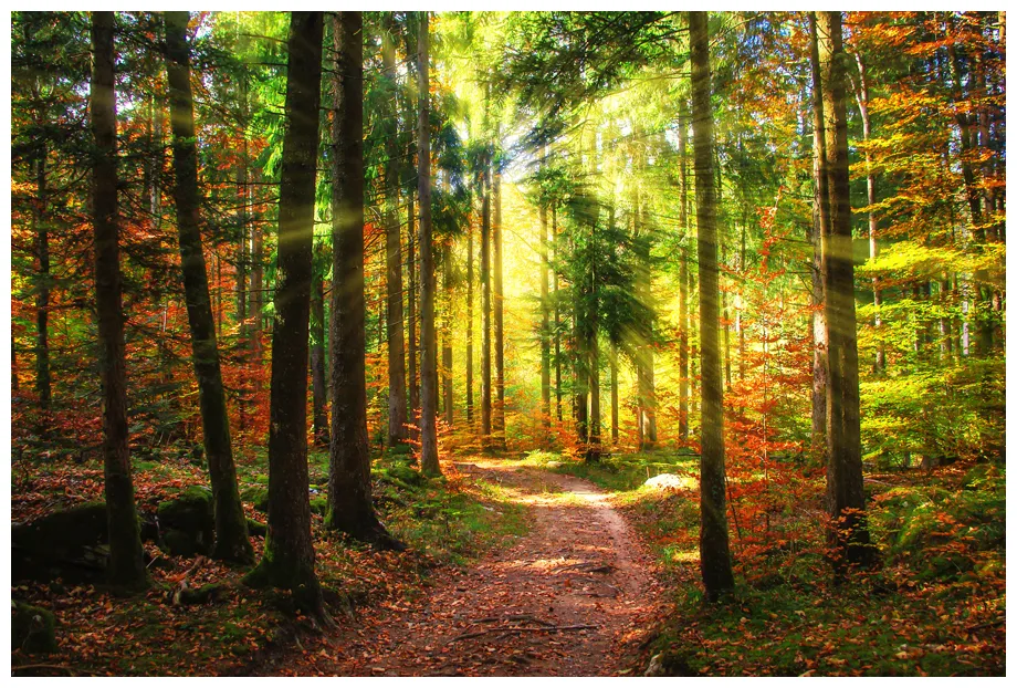 The forest in france what you should know! french moments