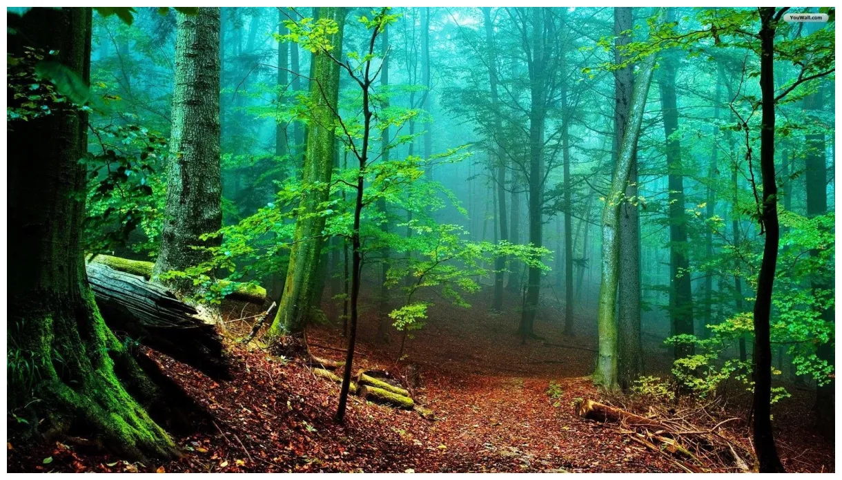 Nature forest s top free nature forest s