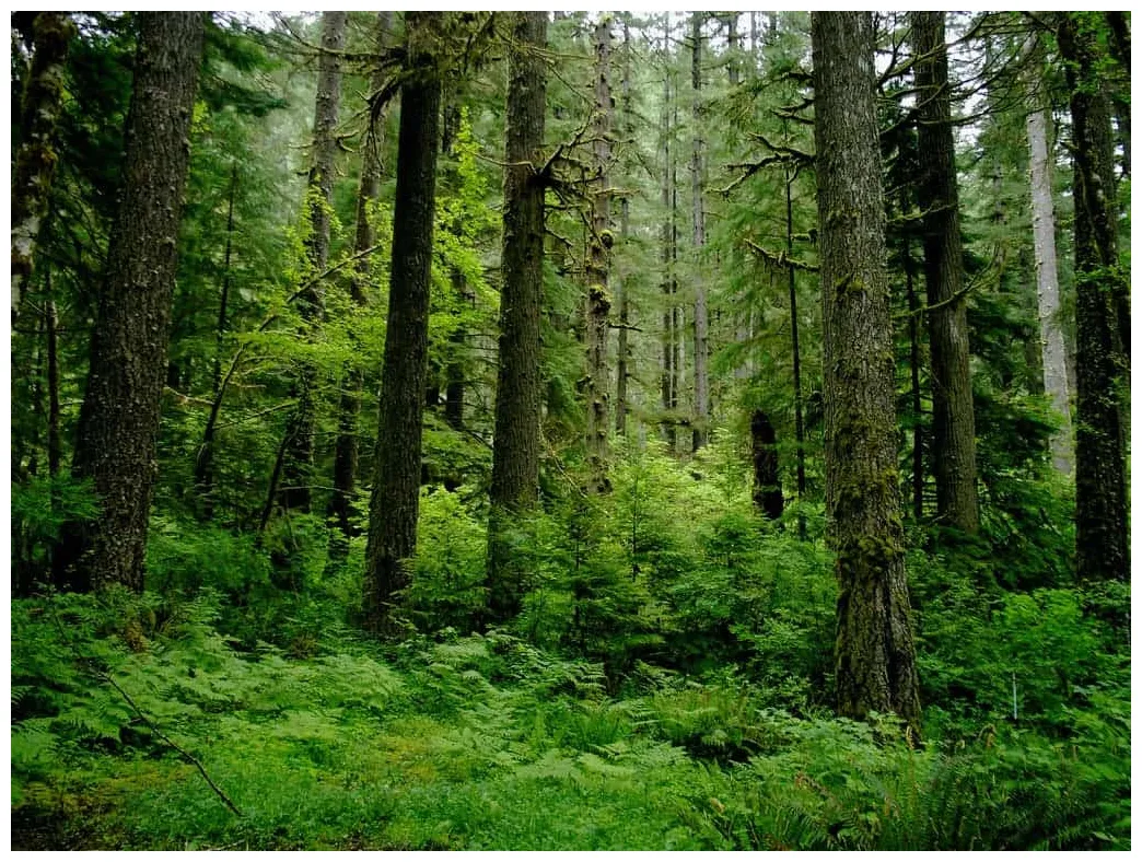 The different types of forests everything you need to know