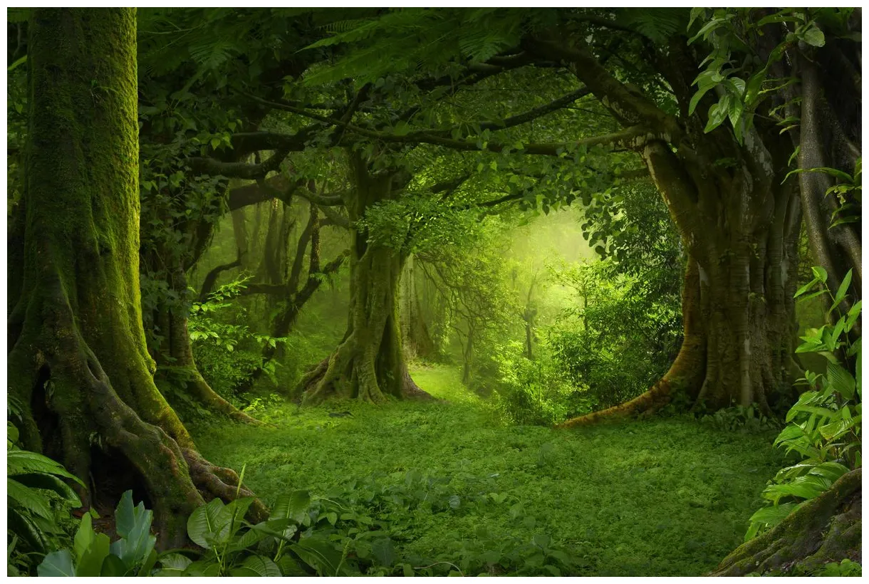 The world’s 7 most amazing forests wanderlust