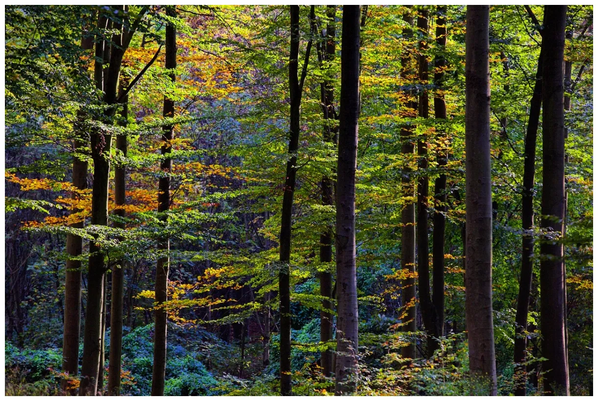 Temperate forest trees