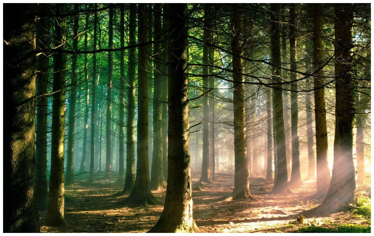 Nature forest s top free nature forest s