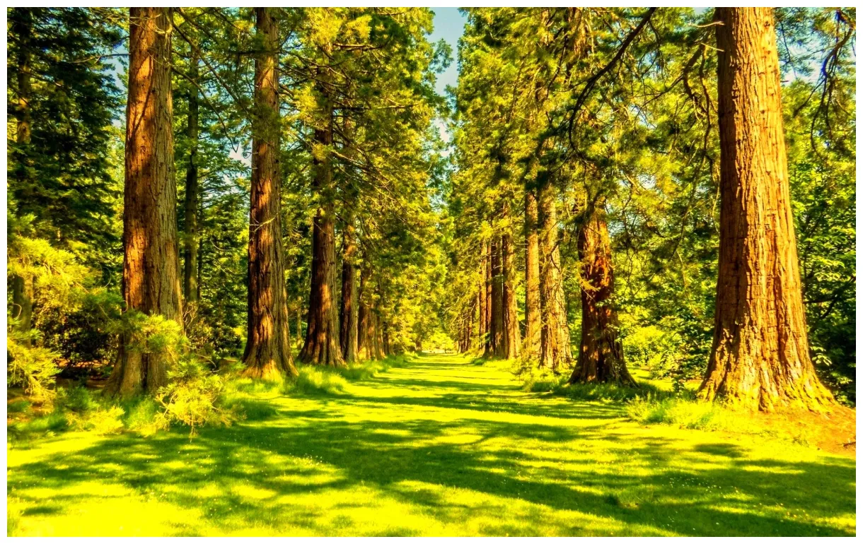 Forest, trees, nature, landscape, tree s / and