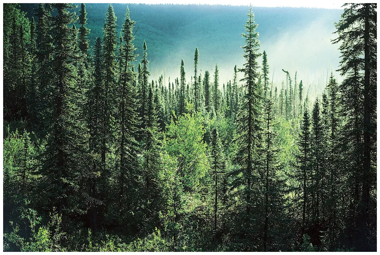 Forest definition, ecology, types, trees, examples, & facts britannica