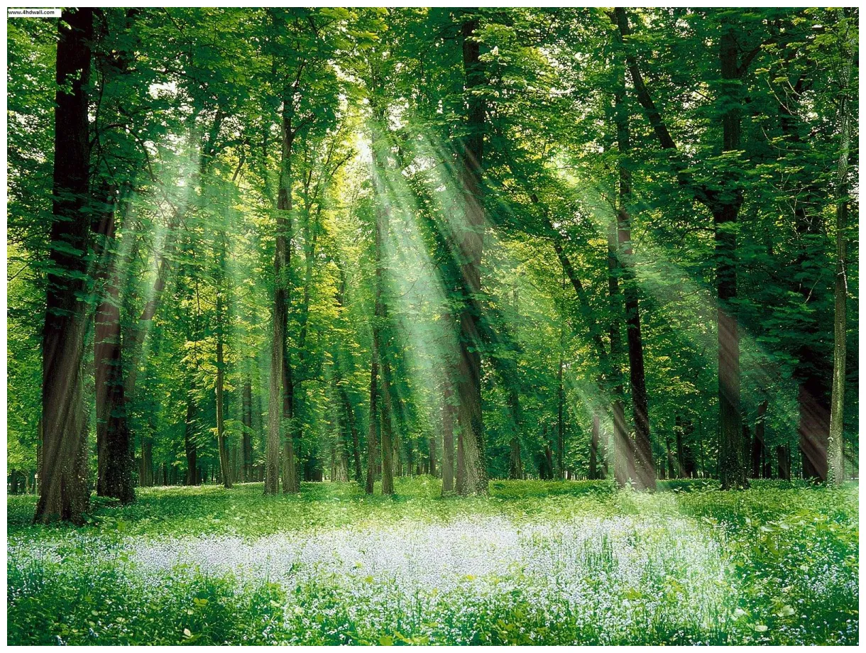 Beautiful forest s cave printable coloring page