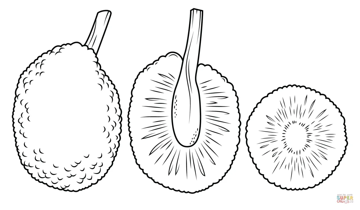 Whole breadfruit and cross section coloring page free printable