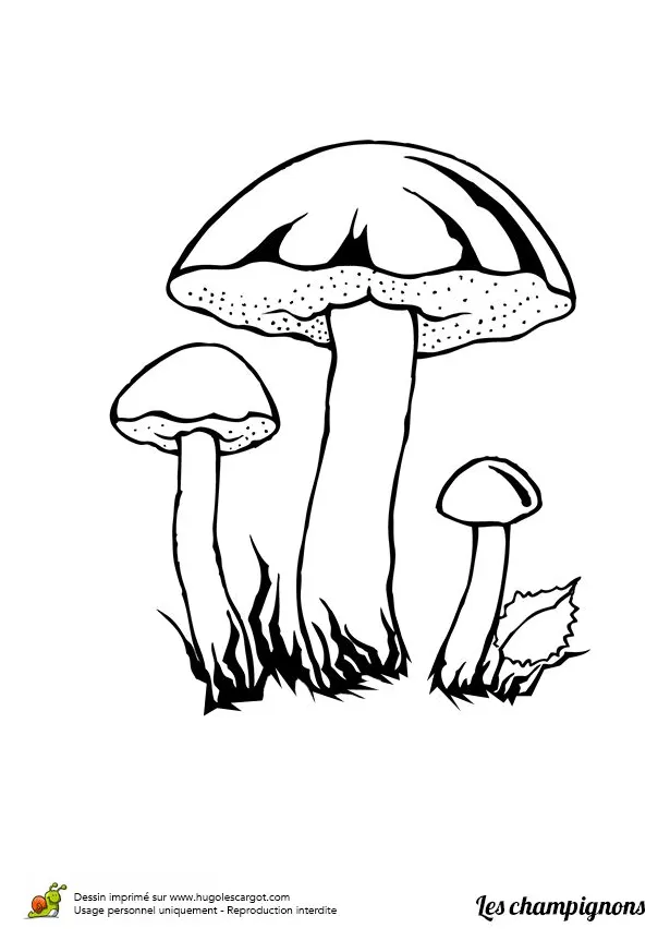 Fungi coloring page at getcolorings free printable colorings printable coloring page