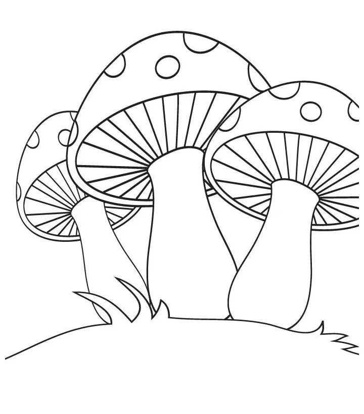Fungi coloring page at getcolorings free printable colorings