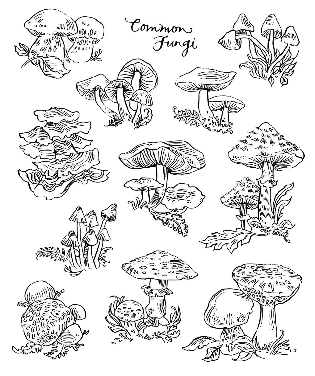 Common fungi coloring page favecrafts