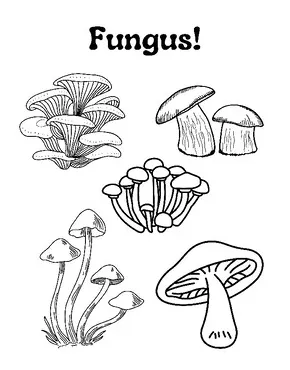 Stem by sped-tacular creations tpt