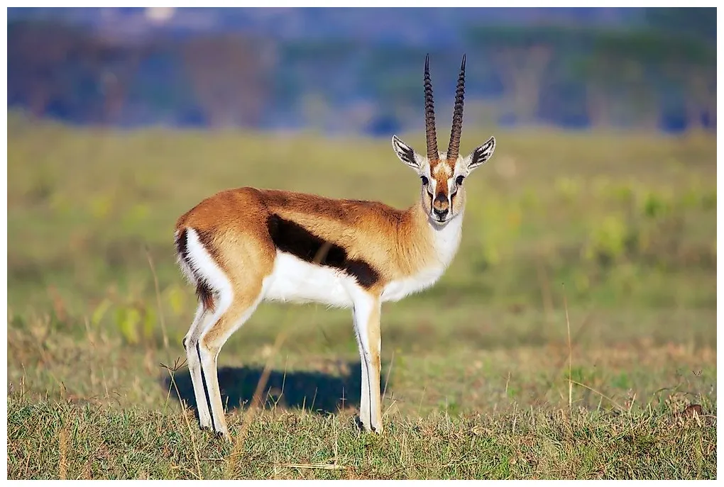 Gazelle facts animals of the world