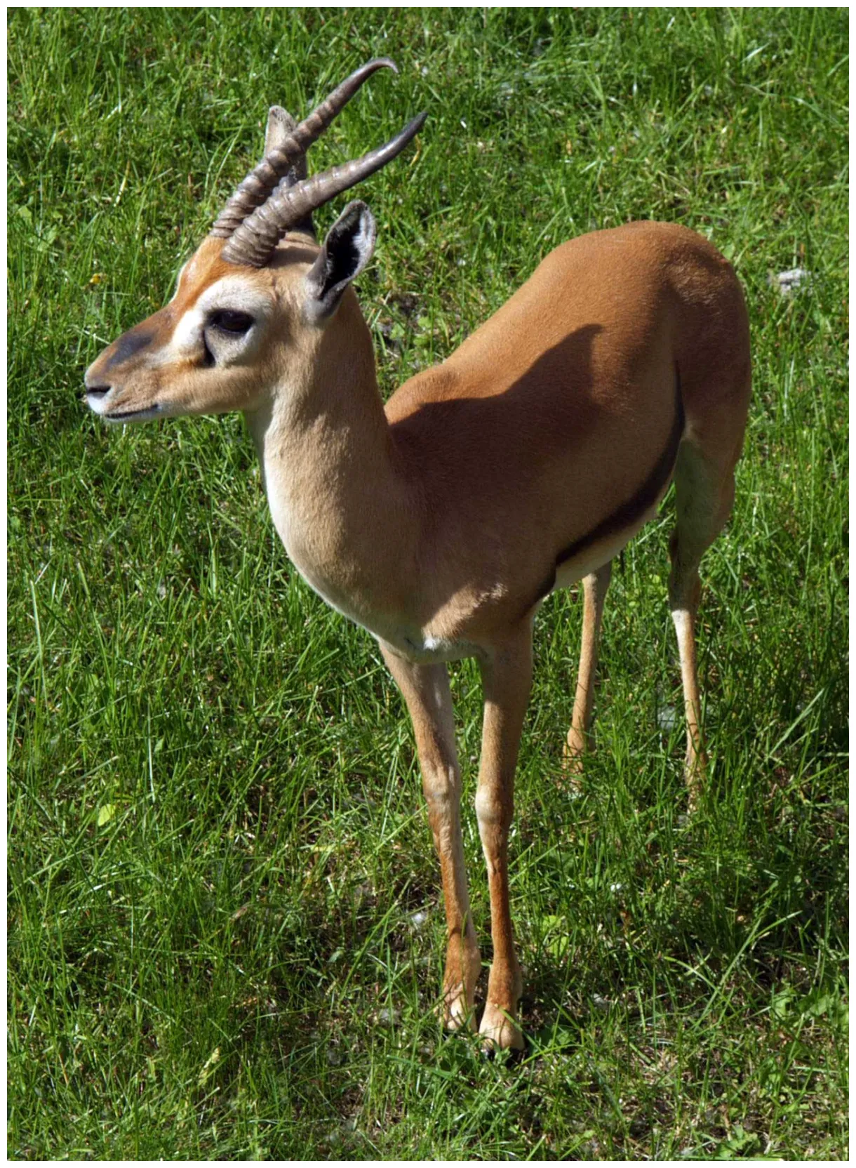 Gazelle