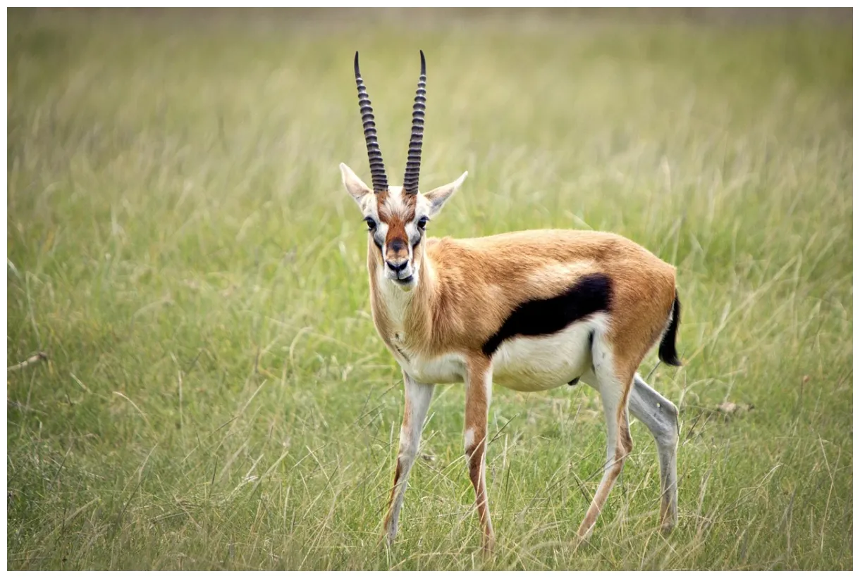 Plus de 300 s de gazelle et de nature pixabay