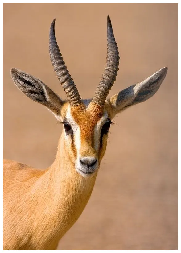 Gazelle ~ everything you need to know with s videos