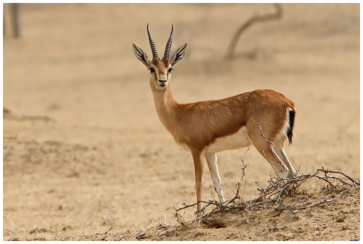 50 facts about gazelle facts