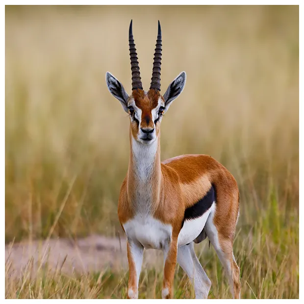 Gazelle zoologiste